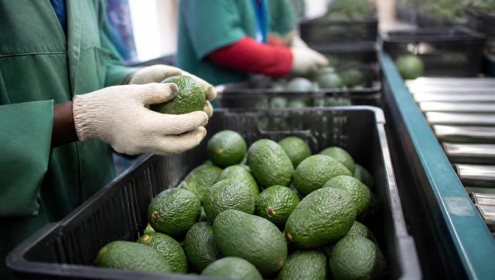 Hands inspecting export-grade Hass avocados in a crate inside an East African packhouse